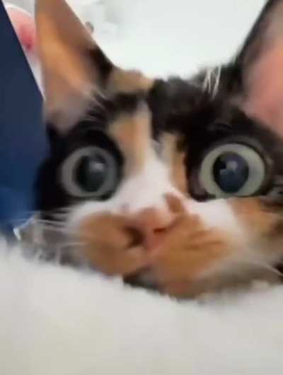 Cat...butt?