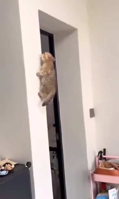 Are these Toby&rsquo;s cats?
