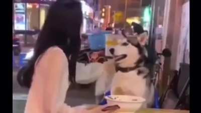 Blursed doggo