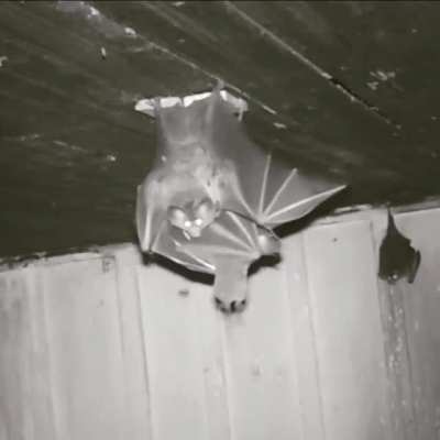 Woolly false vampire bat chewing on a rodent. These bats primarily feed on small mammals, birds, reptiles, insects, and fruit.