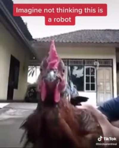 This is from a accout that actually thinks the government made birds in 1976