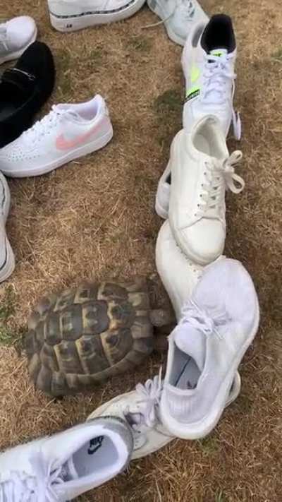 A turtle going through a maze