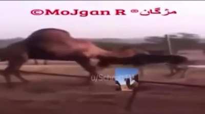HALAL DRIVER (HALAL😍🕋) NO PIG !!🚫🐖🐖🚫 FLY TO ALLAH NOW 🙋🏿&zwj;♂️🇵🇰🇵🇰🇵🇰🙋🏿&zwj;♂️🇵🇰🤯🤯😱😱😨😨😨😨 NO WAY !?!!??!? WUHAN HARAMVIRUS 🤯🤯🤯🤯🤯🤯😨😨😨🙋🏿&zwj;♂️🙋🏿&zwj;♂️🙋🏿&zwj;♂️🇵🇰🚫🚫🚫🚫🐖🐖🐖🚫🐖🐖🐖🚫🚫🐖🐖🚫👎👎👎👎👎🙏🙏🙏🙏🙏🙏