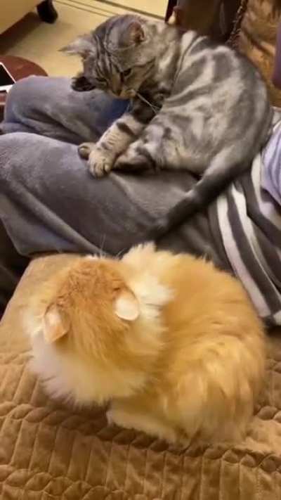 Angry taps