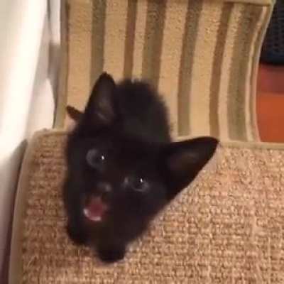 Tiny cat has something to say