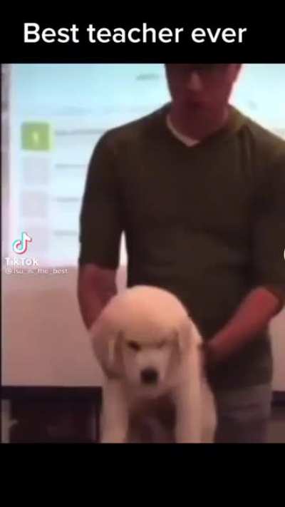 Not the dog