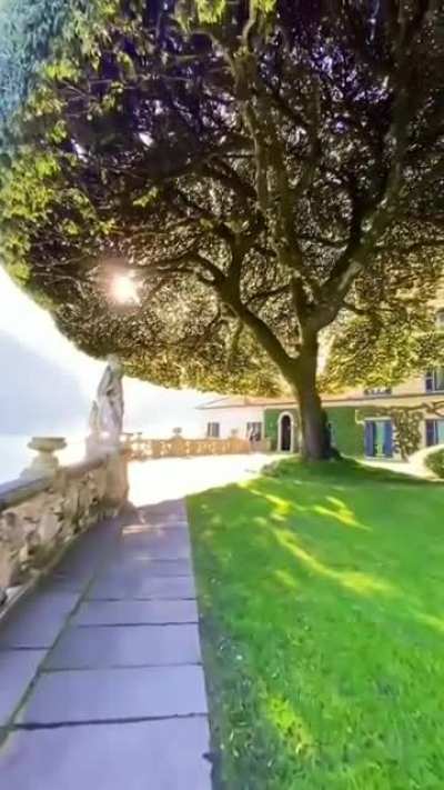 Evergreen oak (Quercus ilex) at Villa del Balbianello, Lenno, Lombardy, Italy (on the shores of the Lake Como)