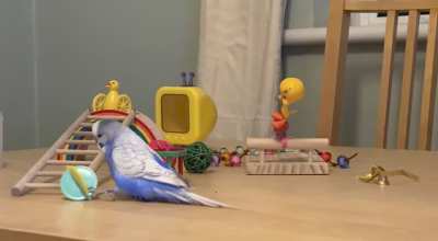 Anyone else&rsquo;s birb find it highly entertaining throwing toys on the floor?