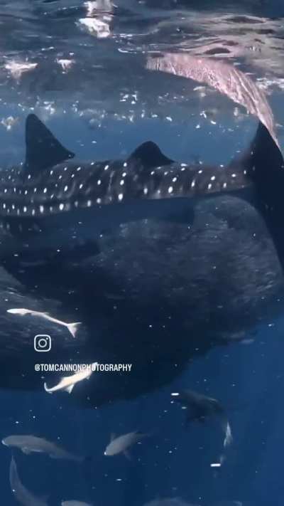 A thriving, healthy ecosystem that we must protect 🌊🐳🦈