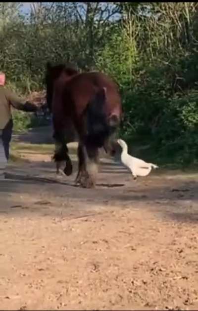 Horse knocks annoying Goose Karen out cold