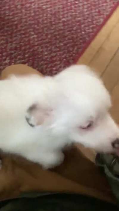Rea&ccedil;&atilde;o de uma cachorrinha surda quando o dono acorda ela ao chegar em casa.