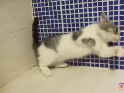 cat ignores gravity