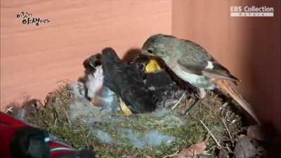 🔥 Fecal bags in some nesting birds make it easier for parents to maintain sanitary conditions in the nest.