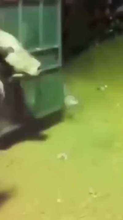 Cows revenge