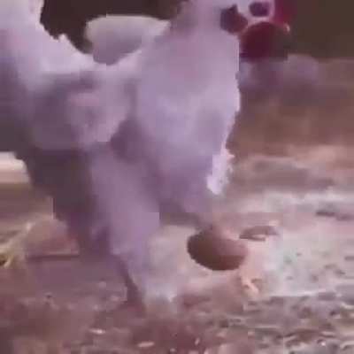 A galinha do ronaldinho gaucho
