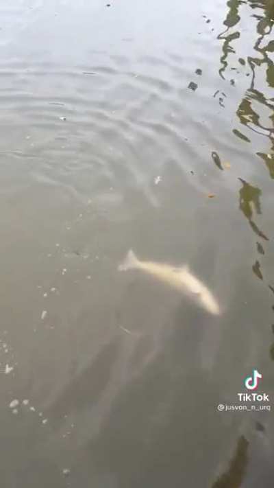 Big ass fish