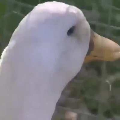 H&atilde;&atilde;&atilde;n