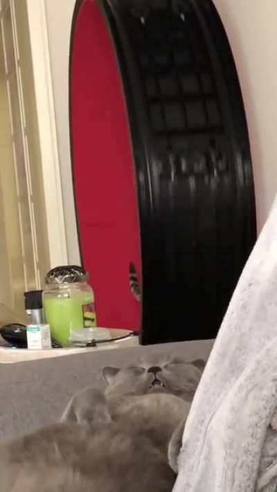 The two types of cats
