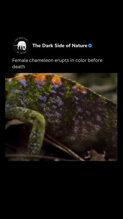 In dramatic new footage, a chameleon erupts in stunning colors while in the throes of death. Using time-lapse photography, researchers captured the colorful last few hours of the reptile&rsquo;s short life &mdash; and the remarkable changes that took place in that ti