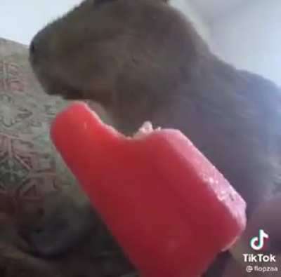 capibara