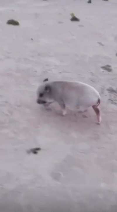 Poor piggy :(