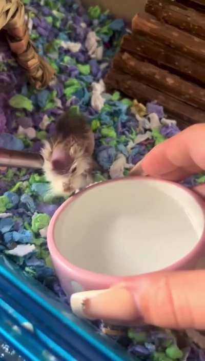 A 5 year old, that&rsquo;s 110 hamster years!