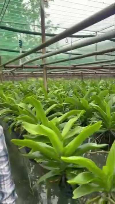 Guess how much these huge Rhynchostylis  sell for in Thailand.