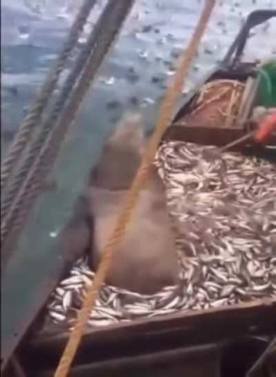 That&rsquo;s a weird looking fish