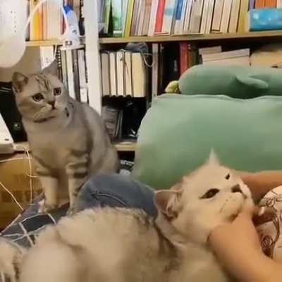 Do cats dying inside count?