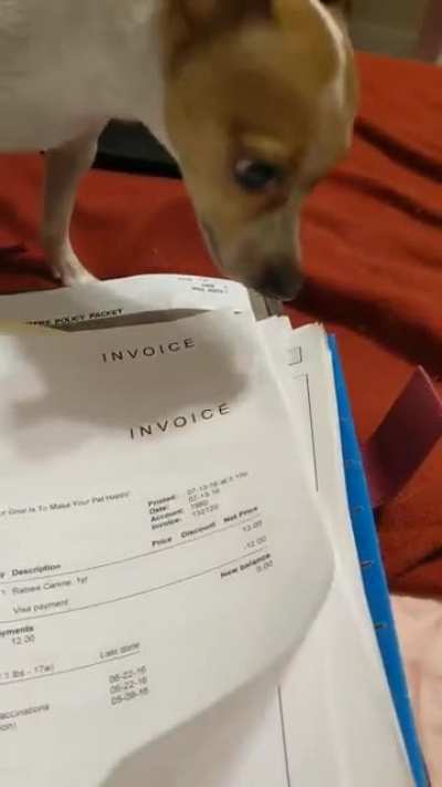 Dog screams in invoices