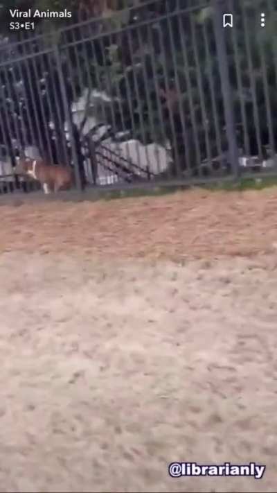 What an adorable &ldquo;puppy&rdquo;