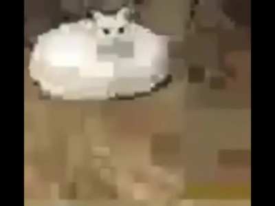 Gato brazileño