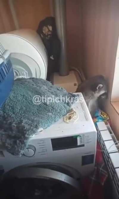 Илюша, выходи!
