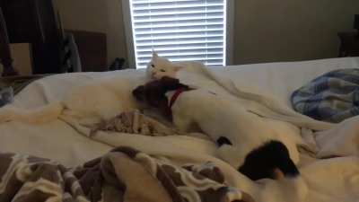 Best Friends