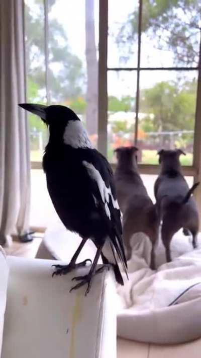 "I have 2 dogs at home... I mean 3"