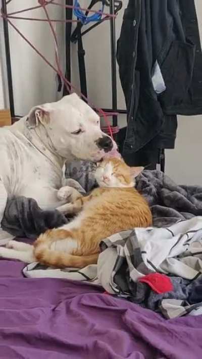 Все любят Котиков