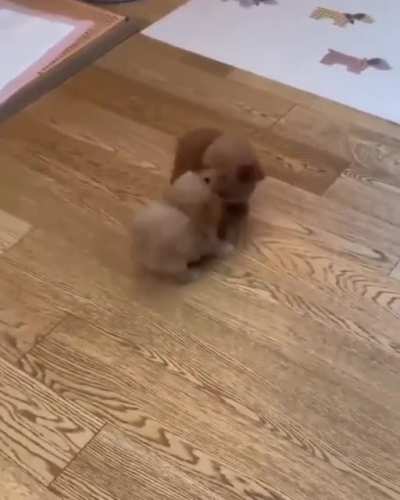 Floofball playtime!