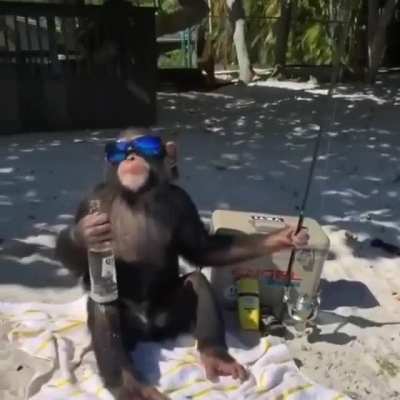 monkey chilling