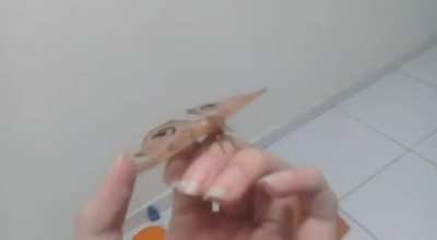 Just found a moth guys