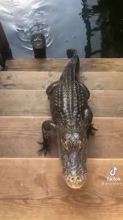 &ldquo;Do you have a moment to discuss our lord and savior Godzilla?&rdquo;