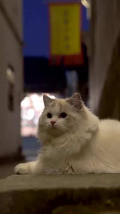 One fluffy kitty kat