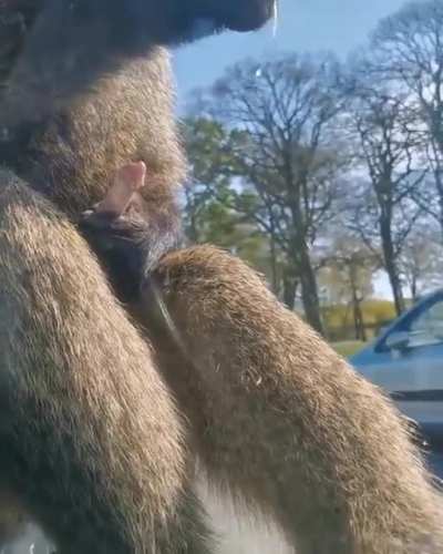 Jerk Monkey