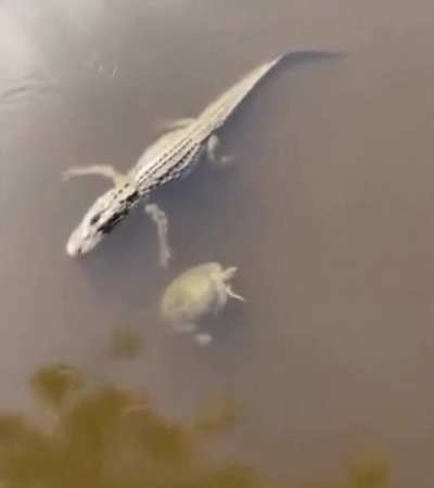 Alligator and turtle giving each other High five.