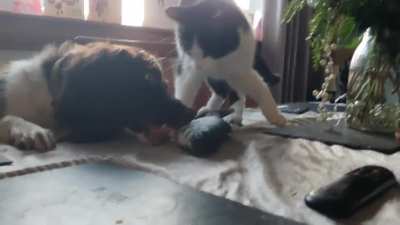 No cat toy, only dog toy