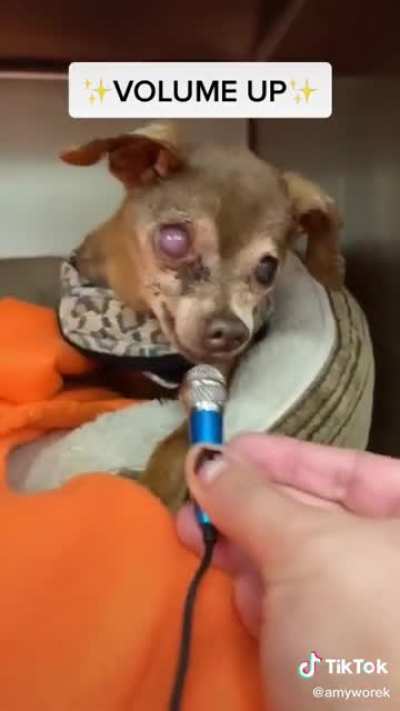 When you dig your dog up from the Pet Cemetery