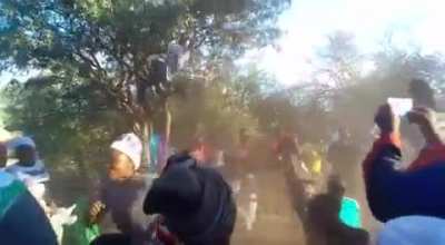 WCGW dancing in a tree