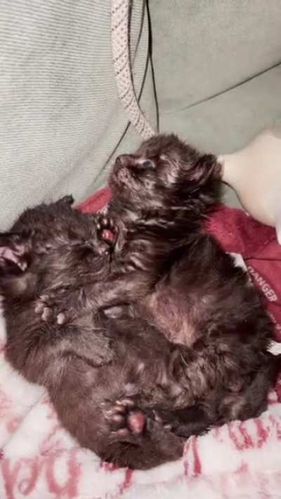 That one time they asked us to foster kittens, but they sent us home with Wombats&hellip;