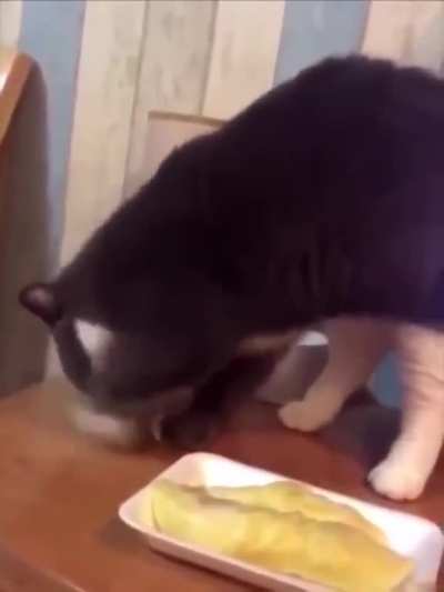 Cats react to durian