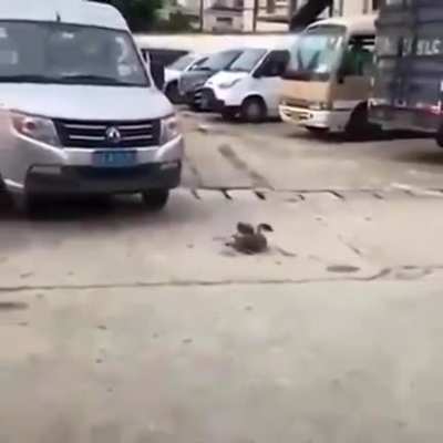Bird acting as if it was hit