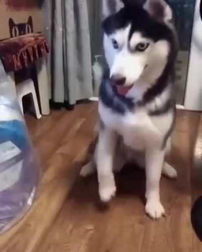 Husky Learning How To "shake"